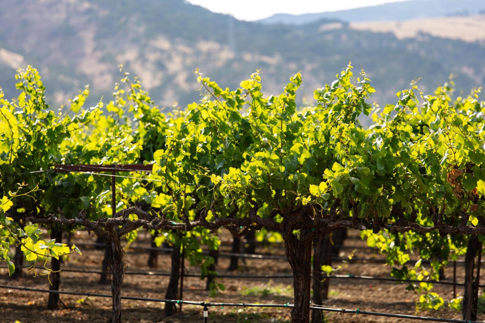 Homewood Suites By Hilton Fairfield-Napa Valley Area Cordelia Exteriör bild