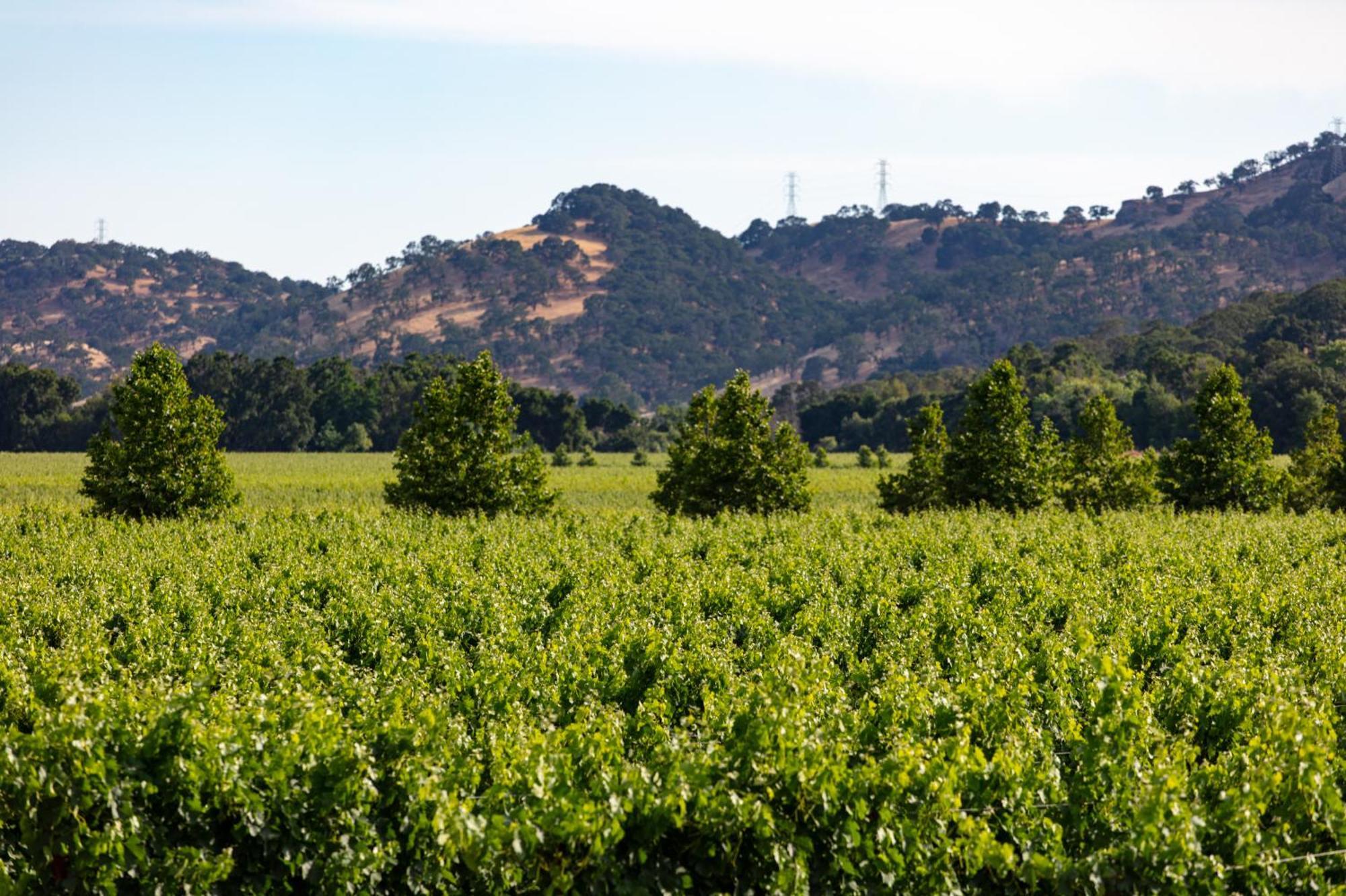 Homewood Suites By Hilton Fairfield-Napa Valley Area Cordelia Exteriör bild